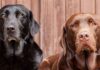chocolate lab vs black lab