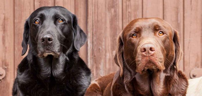 chocolate lab vs black lab