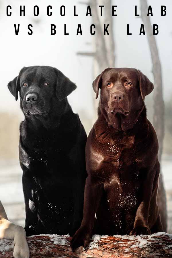 chocolate lab vs black lab