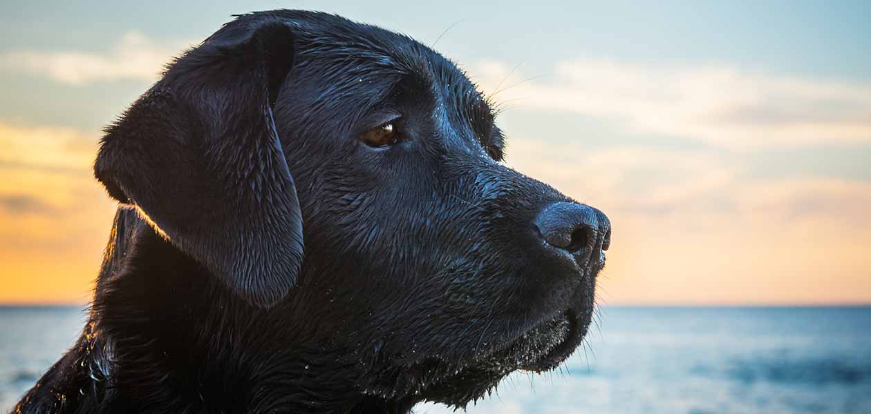 Dog Grief - Do Dogs Mourn For Lost Owners Or Other Pets?