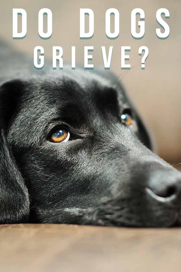 can a dog die from grief