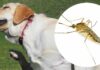 do midges bite dogs