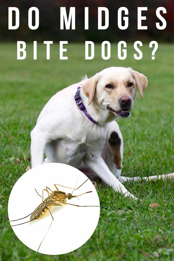 do midges bite dogs