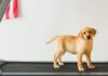 a dog exercises on a treadmill