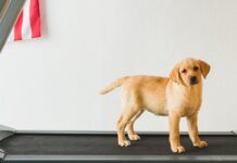 a dog exercises on a treadmill