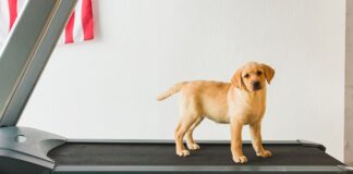 a dog exercises on a treadmill