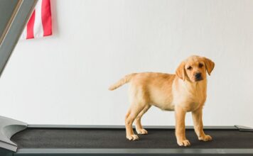 a dog exercises on a treadmill