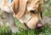 why do dogs eat grass