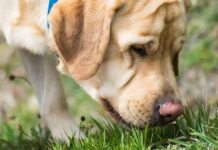 why do dogs eat grass