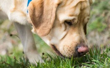 why do dogs eat grass