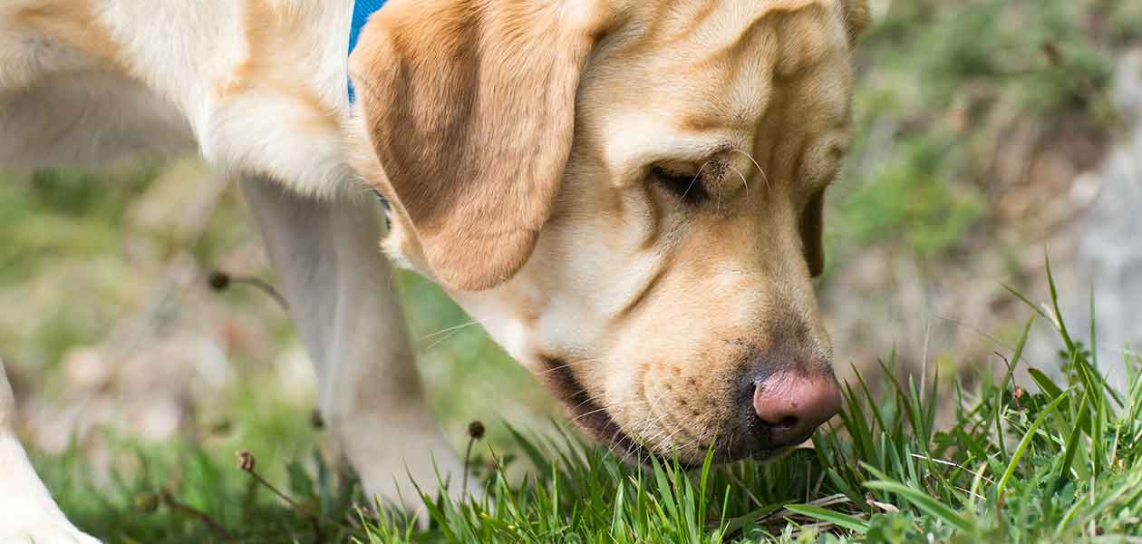 how to keep your dog from eating grass