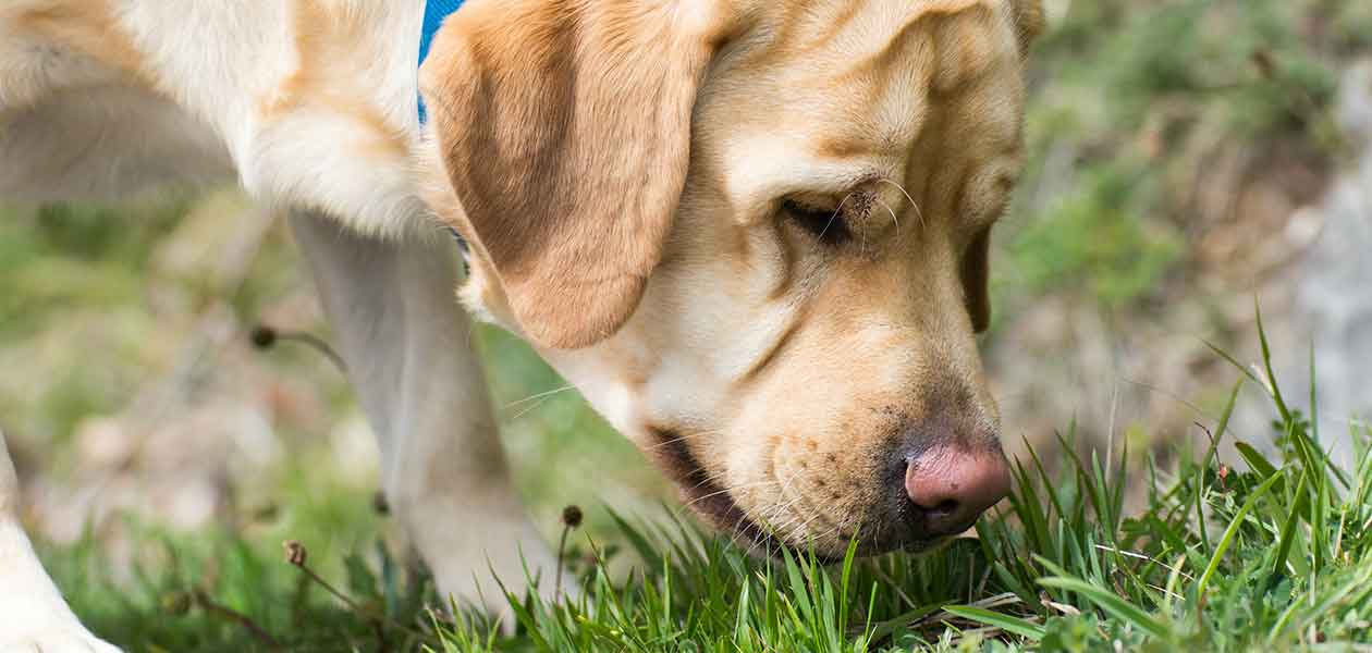 why does my dog like eating grass