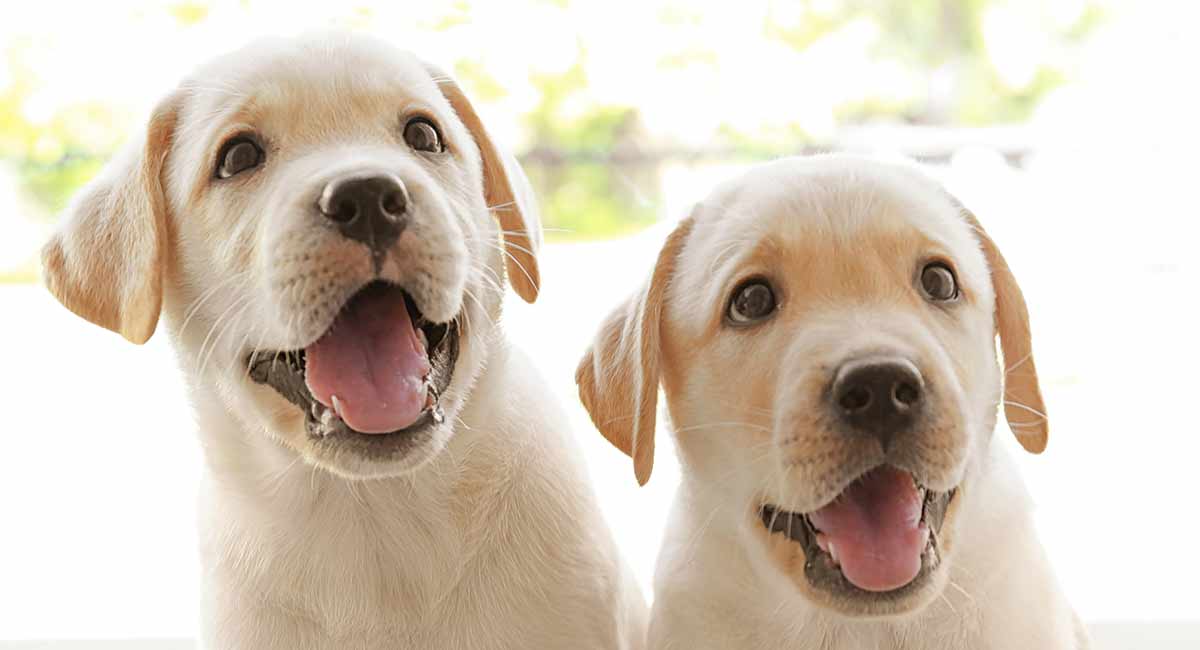 can a 9 weeks old puppy introduce to a dog