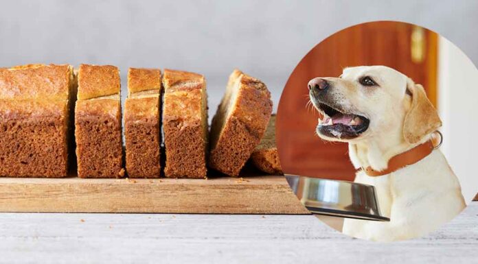 can dogs eat wheat bread