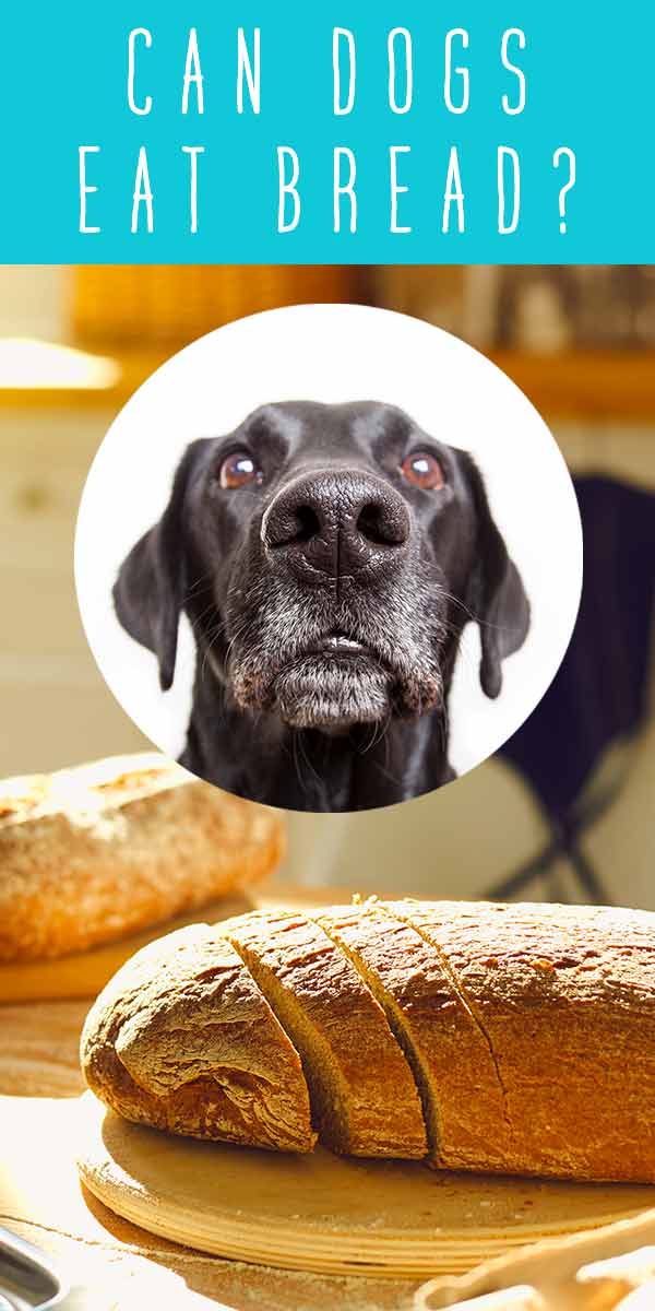 can dogs eat bread