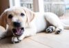 why do dogs bark