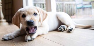 why do dogs bark