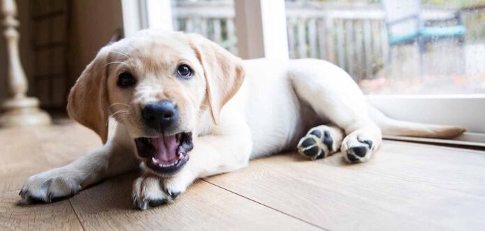 why do dogs bark