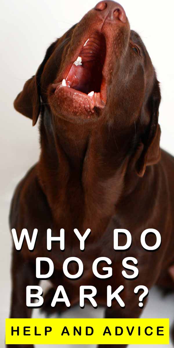 why do dogs bark