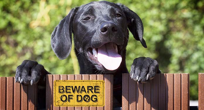 are labrador dogs protective