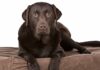memory foam dog bed
