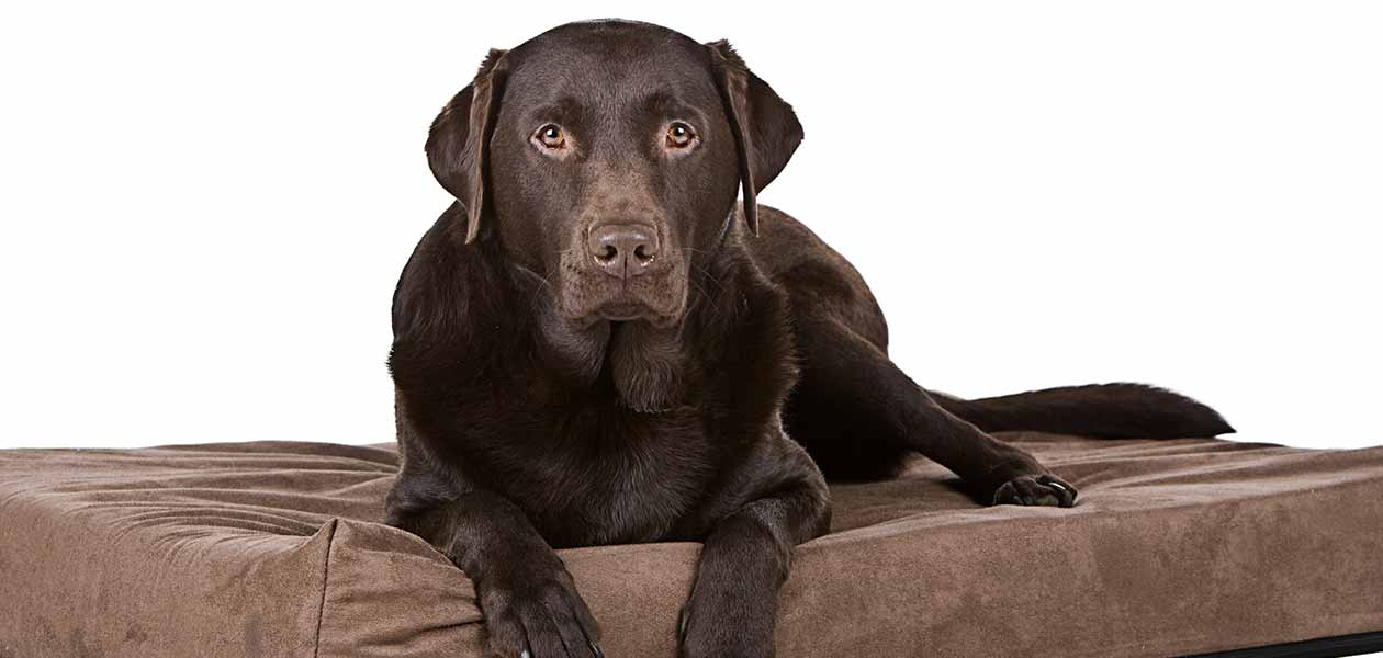 Best Memory Foam Dog Bed - Top Options For Comfort And Support Best Memory Foam Dog Bed - Top Options For Comfort And Support