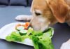 what vegetables are good for labradors