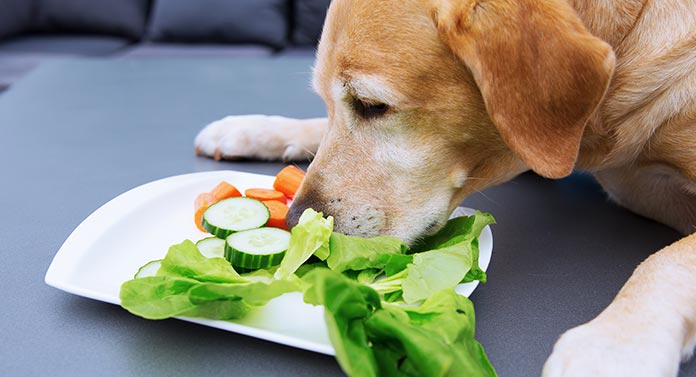 what vegetables are good for labradors