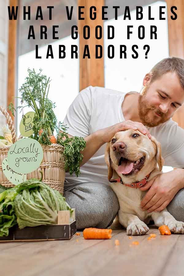 what vegetables are good for labs