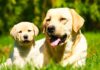 when do labradors mature?