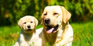 when do labradors mature?