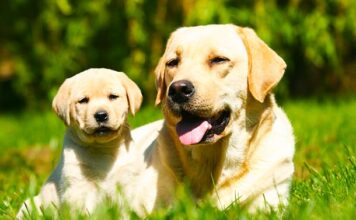 when do labradors mature?