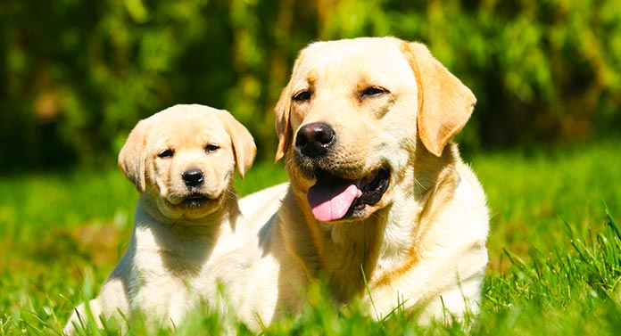 what age do female labradors stop growing