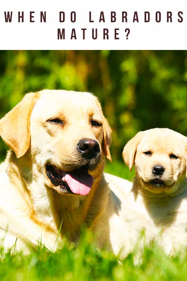 when do labradors mature?