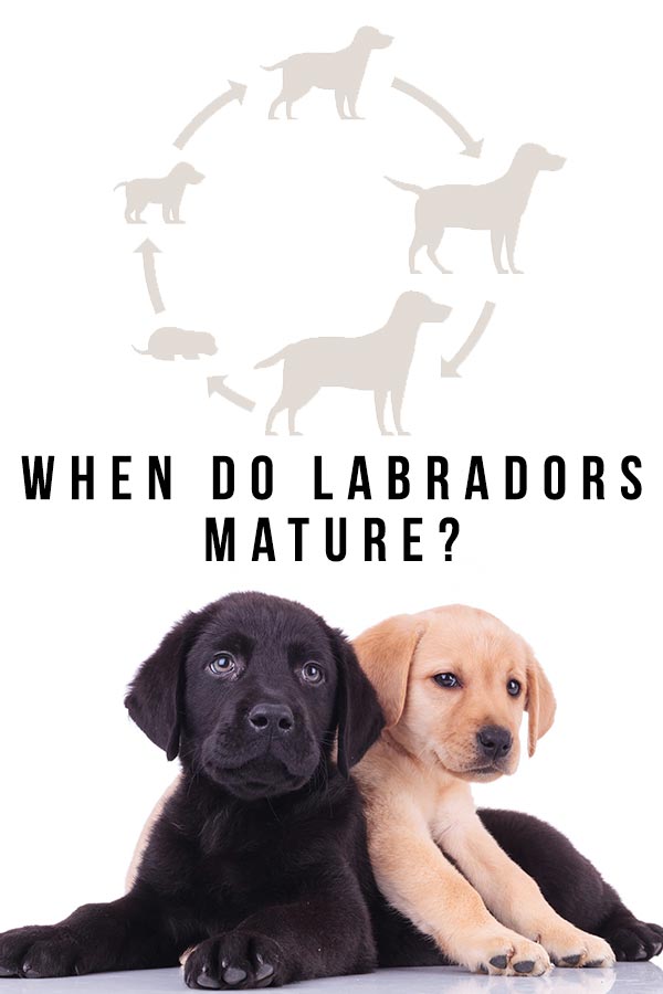 when do labradors mature?
