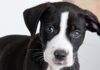 black lab pitbull mix