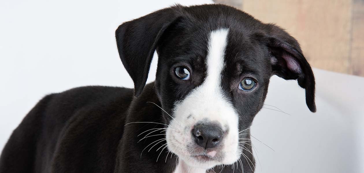 Pit Mixed With Lab Puppies