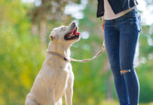 labrador sitting
