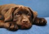 ten week old chocolate lab puppy