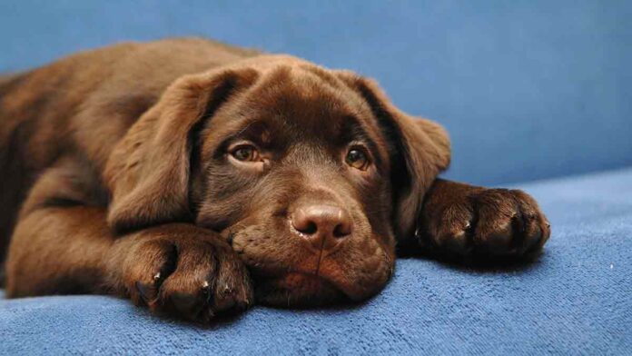 10 week best sale old chocolate lab