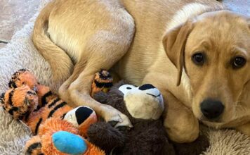 yellow labrador puppy on a mat with some cuddly toys