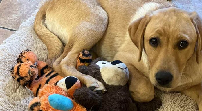 yellow labrador puppy on a mat with some cuddly toys