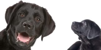 puppy vs dog
