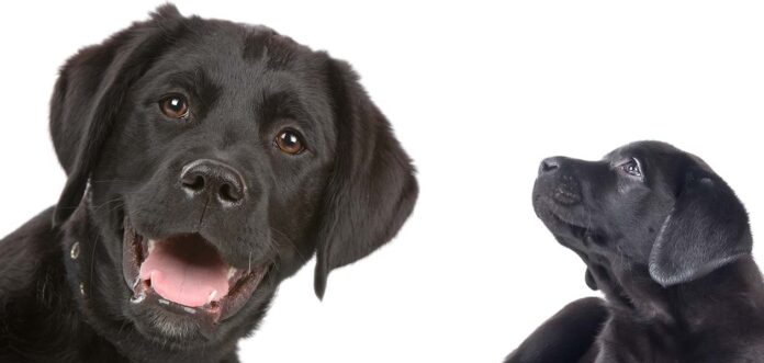 puppy vs dog