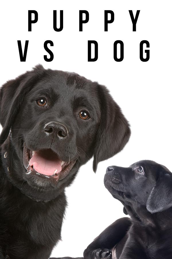 puppy vs dog