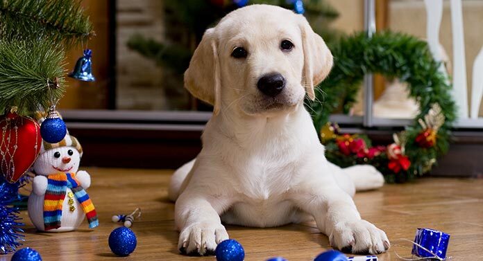 christmas labrador