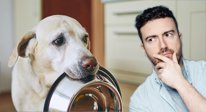 Skinny labrador best sale