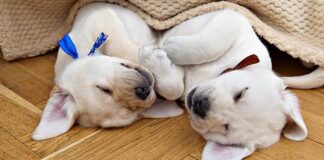 why do dogs suckle in their sleep