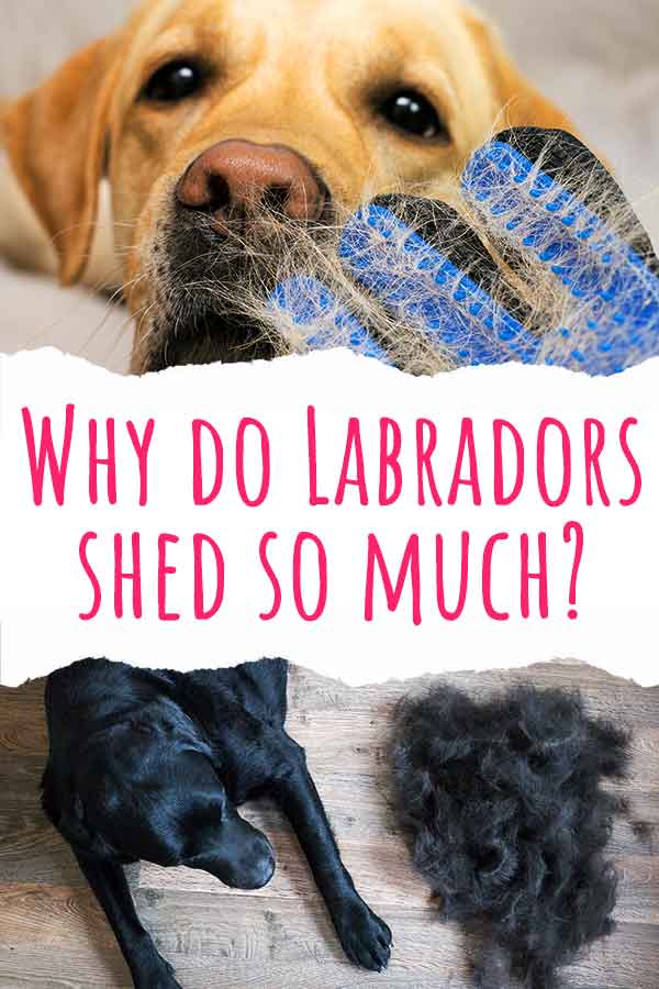 why do labradors shed so much