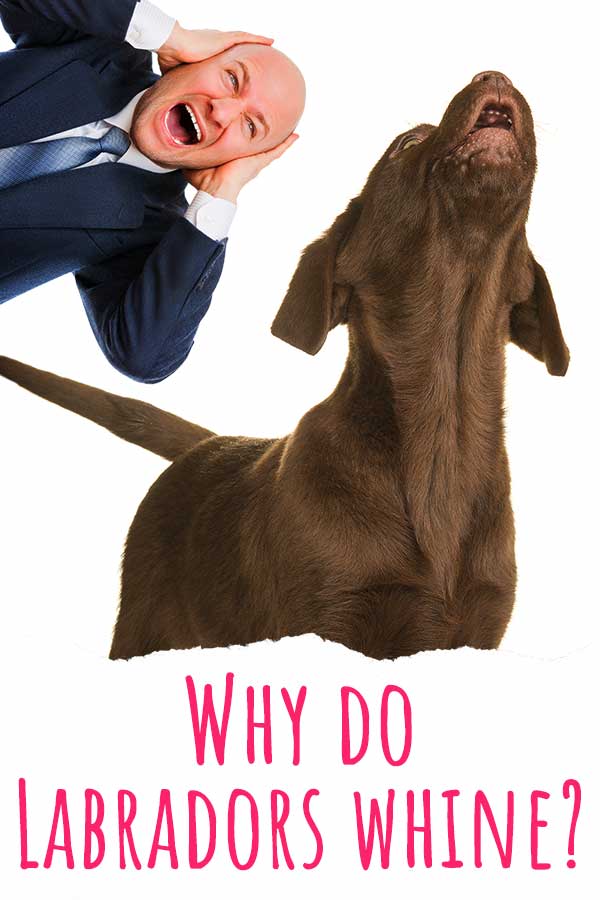 why do labradors whine
